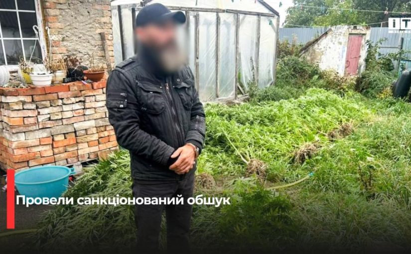 На Рівненщині чоловік вирощував коноплі у теплиці під маскувальною сіткою