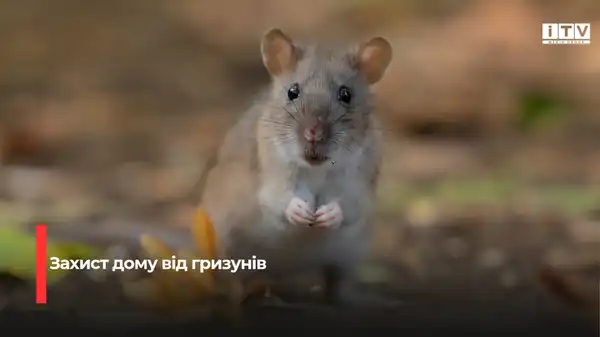 Натуральний захист від гризунів: три рослини для вашого подвір’я