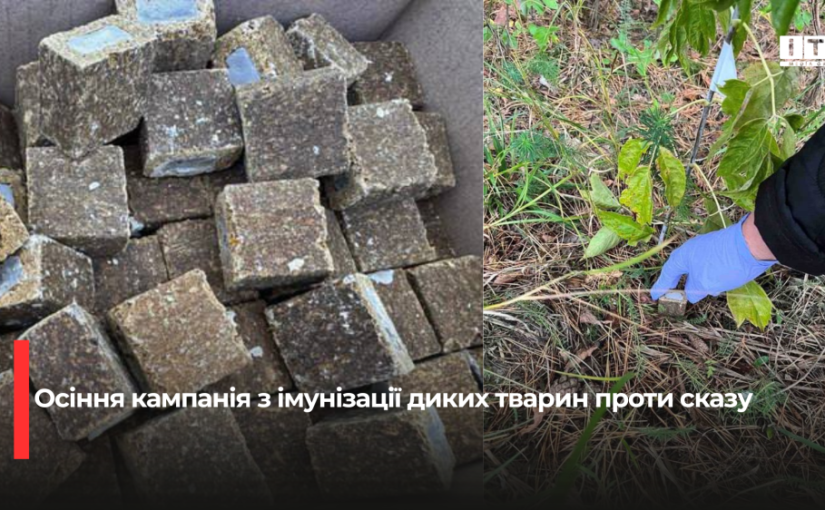 На Рівненщині розпочалася кампанія з імунізації диких тварин проти сказу