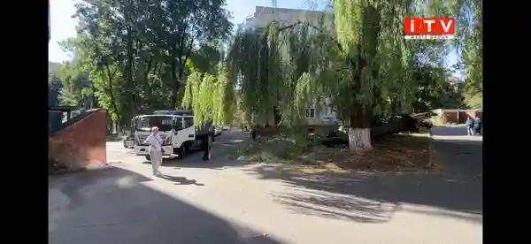 Небезпечні дерева у Рівному: мешканці б’ють на сполох